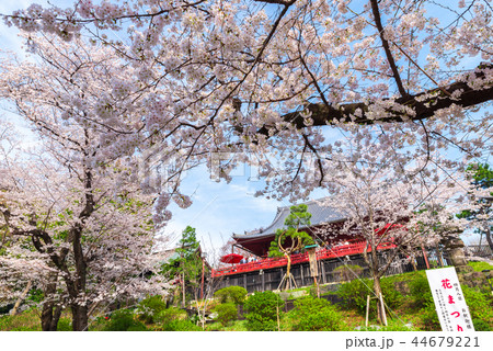 上野恩賜公園 春 満開の桜 (東京都台東区) 2018年3月 上野恩賜公園 春 満開の桜 (東京都台東区) 2018年3月 44679221