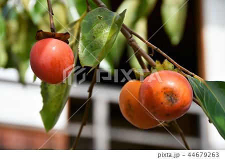 初秋の木曽路 44679263