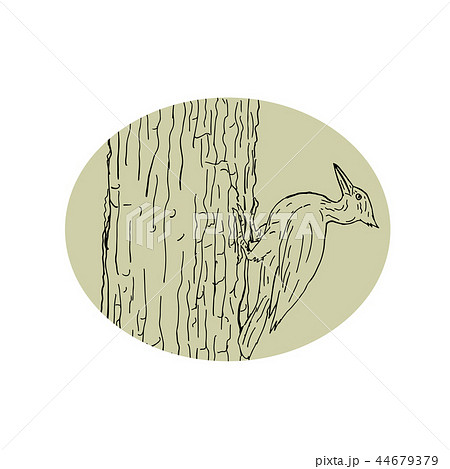 Woodpecker Pecking Tree Drawing Woodpecker Pecking Tree Drawing 44679379