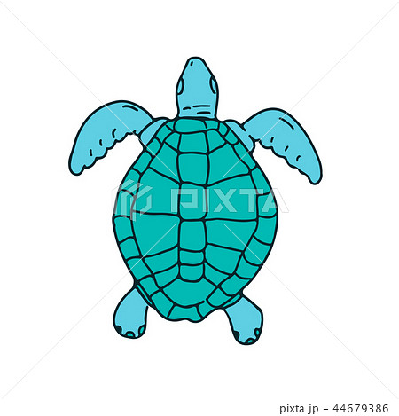 Sea Turtle Swimming Drawing - Stock Illustration [44679386] - PIXTA