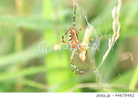 クモの巣にかかったバッタを食べるクモの写真素材