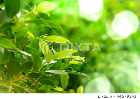 green leaves green bokeh background in sunny day 44679543