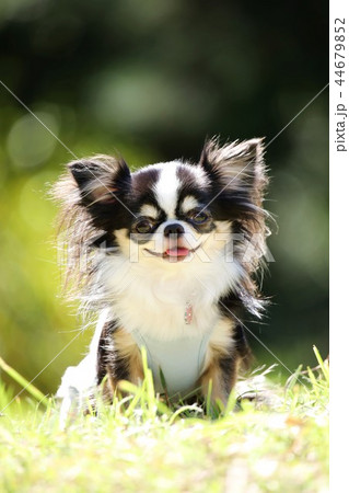 チワワ チワワ 44679852