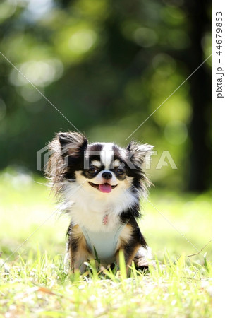 チワワ 44679853