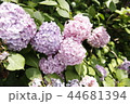 アジサイ 自然 花 44681394