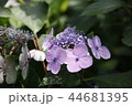 野花 花 自然 44681395