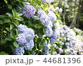 アジサイ 自然 花 44681396