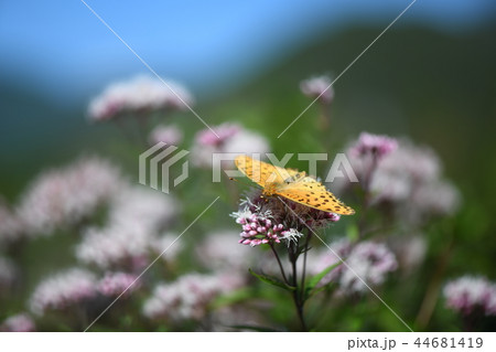 ツマグロヒョウモンと藤袴 ツマグロヒョウモンと藤袴 44681419