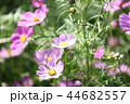 コスモス畑 44682557