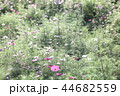 コスモス畑 44682559