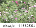 コスモス畑 44682561