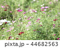 コスモス畑 44682563