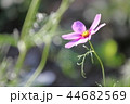 コスモス畑 44682569