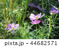 コスモス畑 44682571