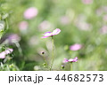 コスモス畑 44682573