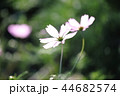 コスモス畑 44682574