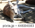 カンガルー 44684083