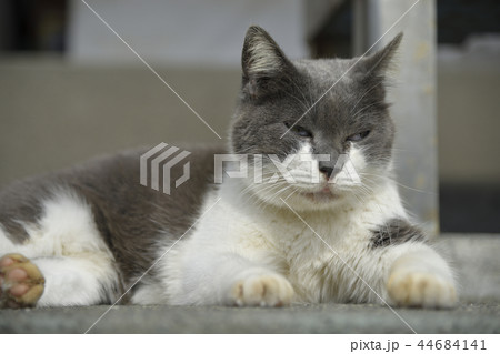 陽だまりで微睡む猫 44684141