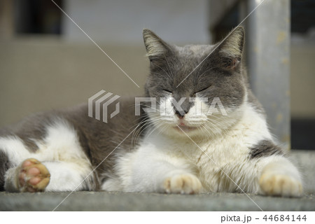 陽だまりで微睡む猫 44684144