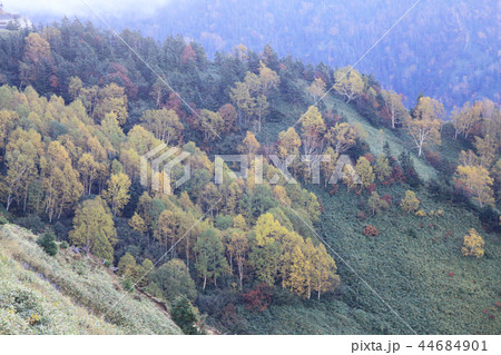 志賀高原　紅葉 44684901