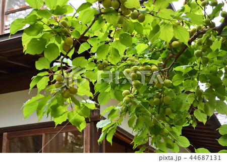 新潟市内散歩：ウメ　バラ科 44687131