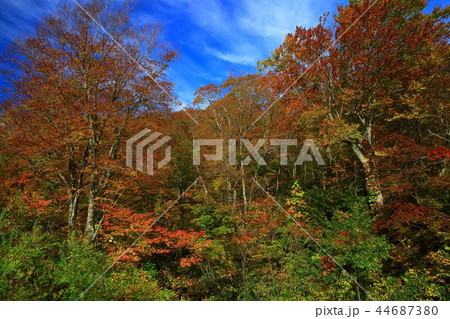 紅葉の大沼 紅葉の大沼 44687380