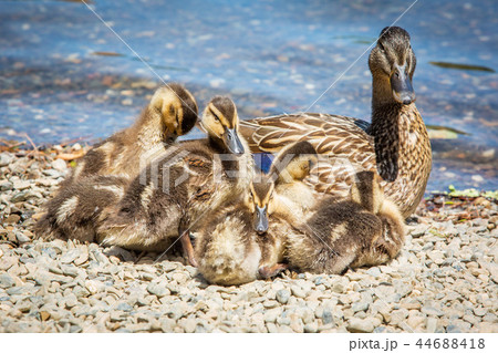 Family of cute little ducklings together at lake Family of cute little ducklings together at lake 44688418
