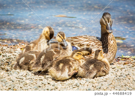 Family of cute little ducklings together at lake Family of cute little ducklings together at lake 44688419