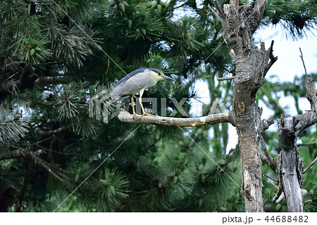 ゴイサギ ゴイサギ 44688482