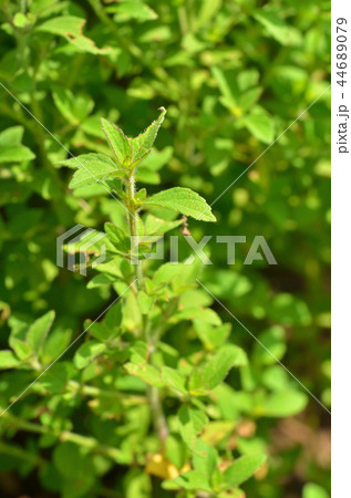 植物：オトギリソウ　オトギリソウ科 44689079