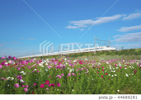 コスモス畑の新幹線 44689281