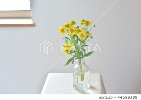 窓辺の花　ヘレニウム 44689389