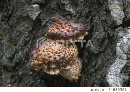 Pholiota squarrosa mushroom Pholiota squarrosa mushroom 44689561
