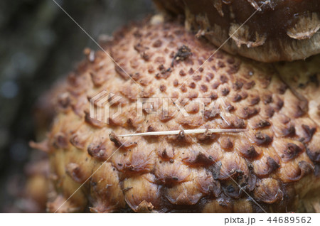 Pholiota squarrosa mushroom Pholiota squarrosa mushroom 44689562