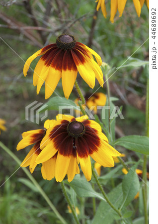 rudbeckia flowers 44689692