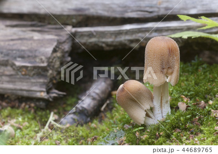 Coprinus micaceus mushroom 44689765