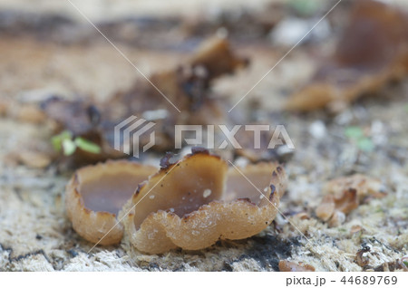 Peziza varia Peziza varia 44689769