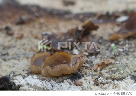 Peziza varia Peziza varia 44689770