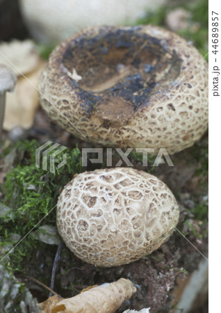 Common earthball mushroom 44689857