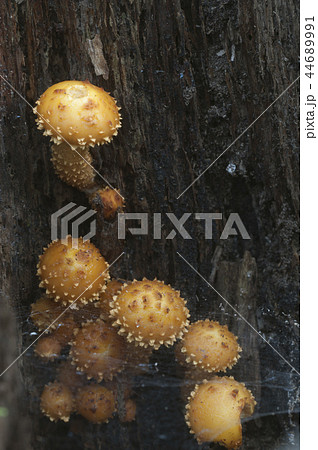 Pholiota aurivella mushroom 44689991
