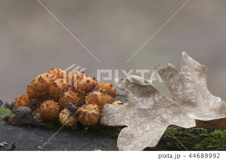 Pholiota aurivella mushroom 44689992