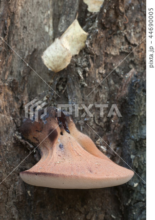 Pycnoporus cinnabarinus (cinnabar polypore) 44690005