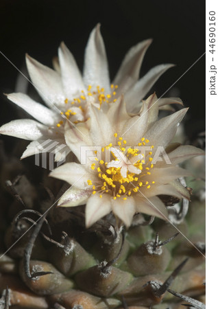 Turbinicarpus flowers Turbinicarpus flowers 44690160