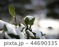 snow 44690335