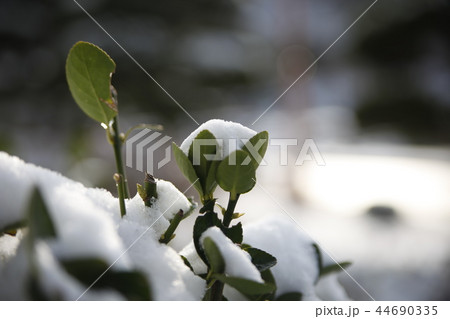 snow 44690335