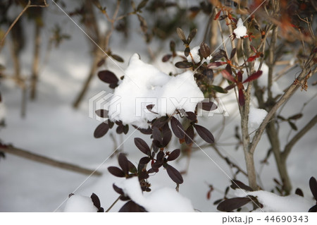 snow 44690343