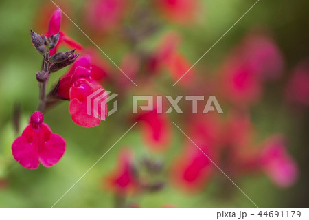 赤色のチェリーセージの花花 赤色のチェリーセージの花花 44691179