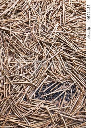 収穫した沢山の黒大豆のさやと豆 収穫した沢山の黒大豆のさやと豆 44691185