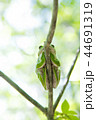 枝に捕まるモリアオガエル 44691319