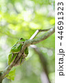 モリアオガエル 44691323